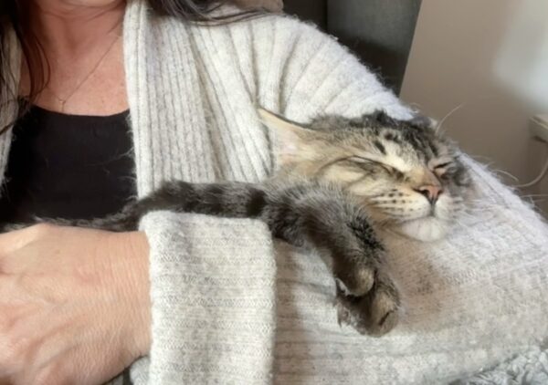 Pedro - gentle and affectionate lap kitten - Image 5